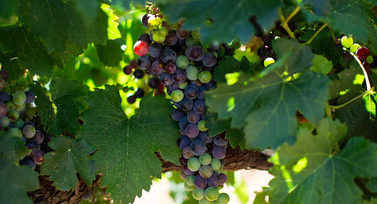 Racimo de uvas madurando y cambiando de color en el viñedo