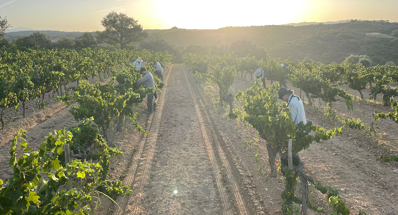 La añada 2025 en el Somontano ENATE