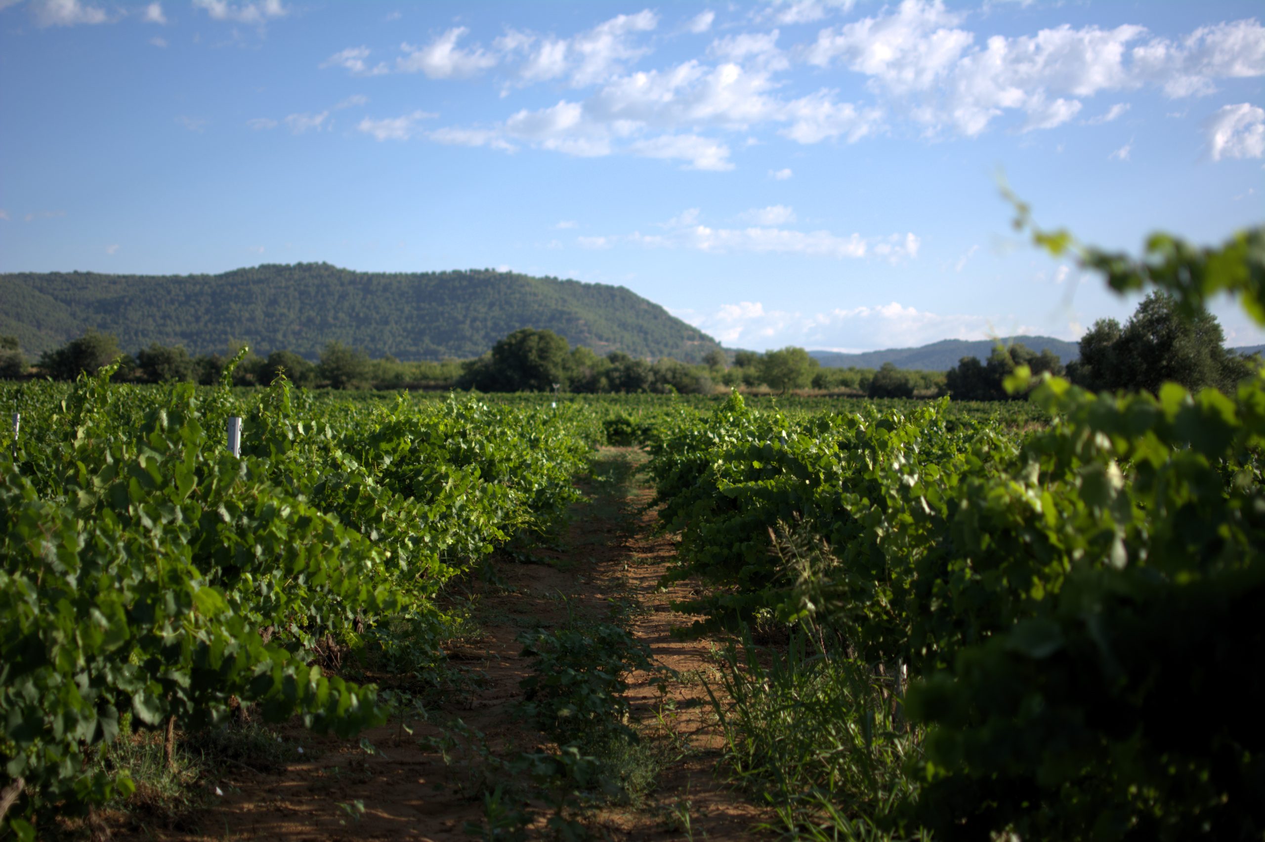 VIÑEDO DE DOP SOMONTANO